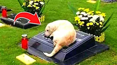 ある賢い犬は見知らぬ人のお墓からずっと離れずにいた。警察が駆けつけて発見したことにみんな驚愕した。さてそれはどんな事実だったのでしょう？